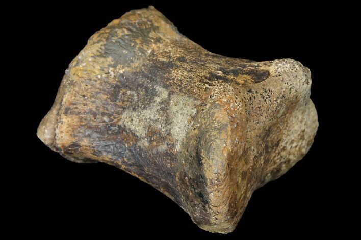 Hadrosaur (Edmontosaur) Phalange - South Dakota #121980